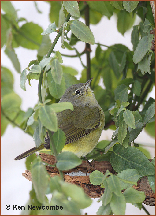 Orange-crowned Warbler